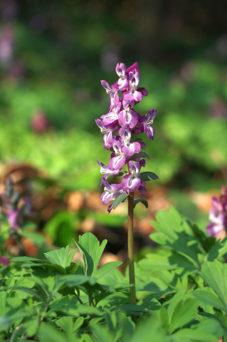 Frühblüher im Wald eine virtuelle Exkursion Biologische Station Kreis Steinfurt